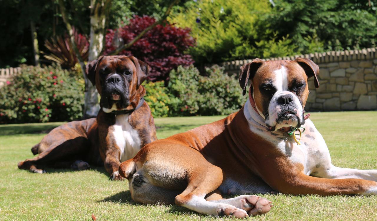 Feetnpaws Bed and Breakfast Portaferry Εξωτερικό φωτογραφία