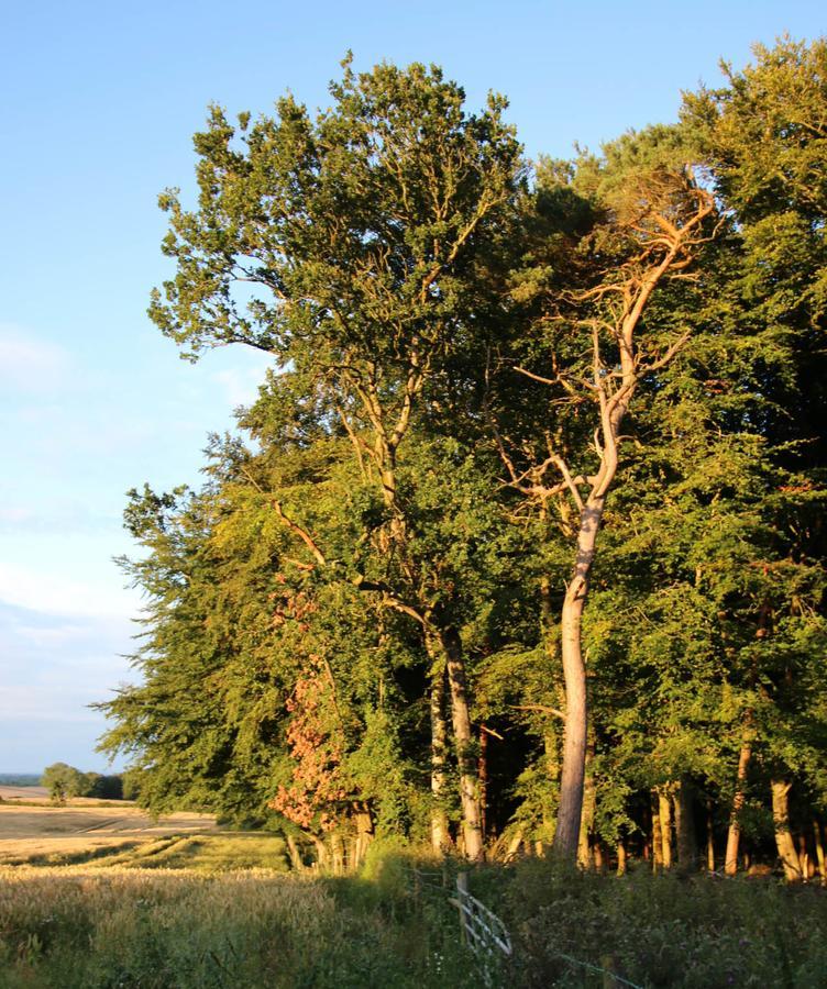 Feetnpaws Bed and Breakfast Portaferry Εξωτερικό φωτογραφία